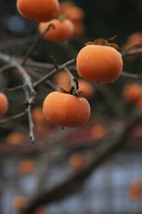 No-one's picking persimmons in Iitate this year. (photo by Hiro Ugaya)